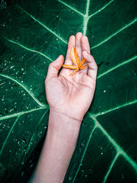 Close-up of hand holding leaves in water