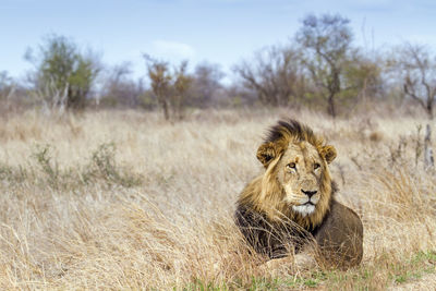 Lion sitting on field at kruger national park