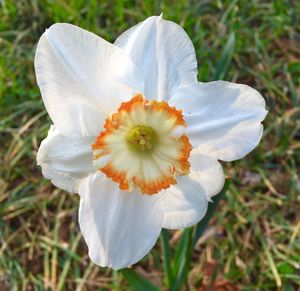 Close-up of white flowers