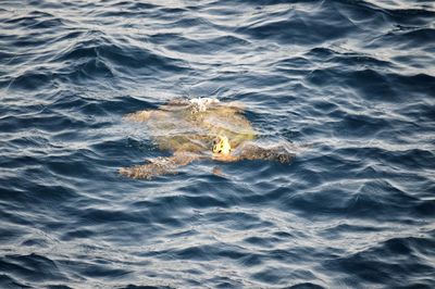 View of fish swimming in sea