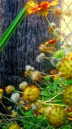 Close-up of flowers on grass