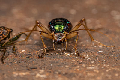 Close-up of insect