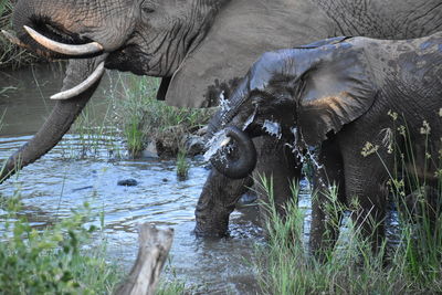 View of elephants drinking water in lake