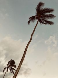 Low angle view of coconut palm tree against sky