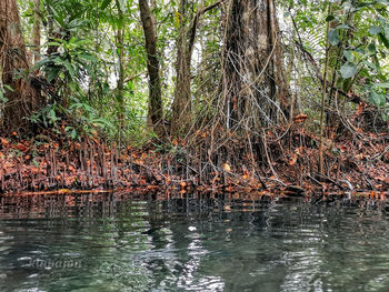 Scenic view of lake in forest