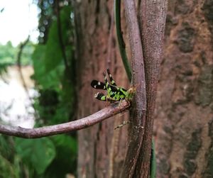 Close-up of insect on plant