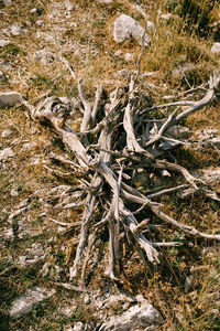 High angle view of bare tree in forest