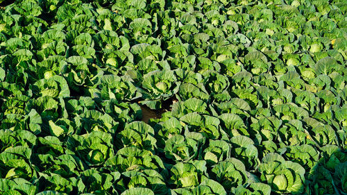 Side view of a freshly growing cabbage field. ripe harvest on a farm or greenhouse. fresh green ca