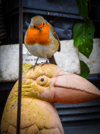 Close-up of bird on wall