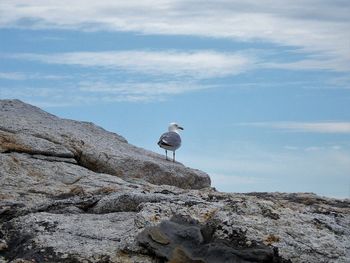 Seagull perching on rock