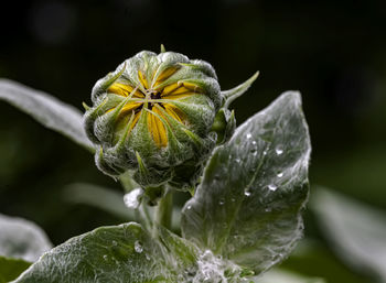 Close-up of wet flower on plant