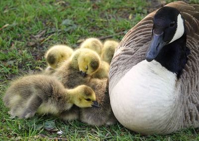 Ducks in a field