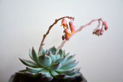 Closeup of a beautiful echeveria blue prince with delicate pink blossoms