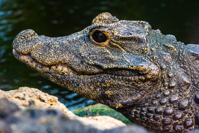 Close-up of crocodile in water