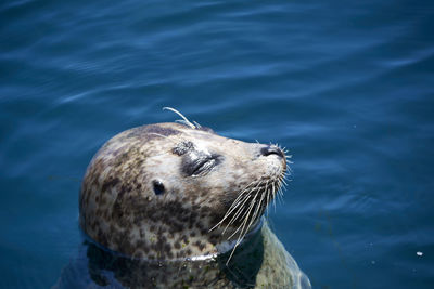 Close-up of sea lion swimming in water