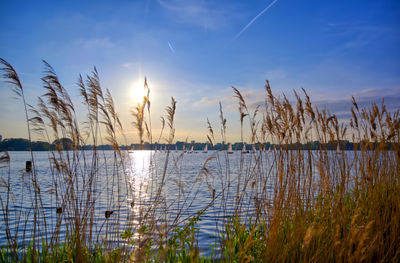 Grass growing by lake against sky