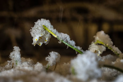 Close-up of frozen plant