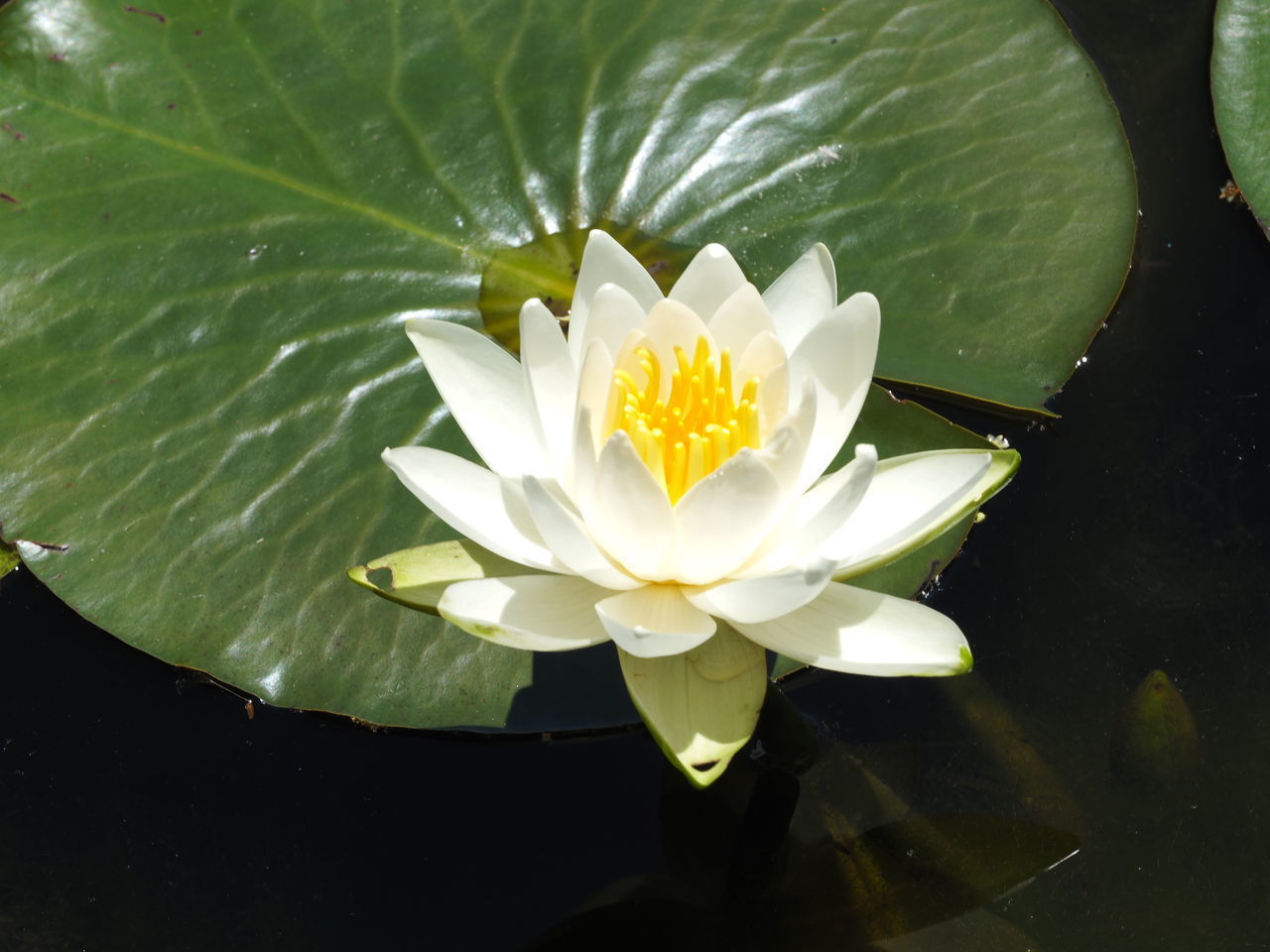 LOTUS WATER LILY IN POND