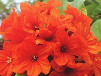 Close-up of flowers blooming outdoors