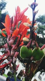 Close-up of flowers blooming on tree