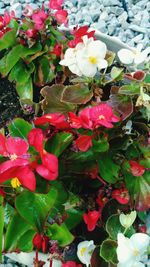 Close-up of pink flowers