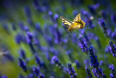 Close-up of butterfly flying over lavender flowers