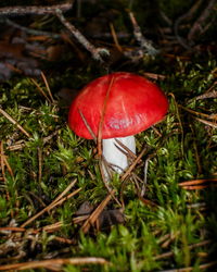 Close-up of fly agaric mushroom on field