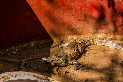 Close-up of crocodile in water