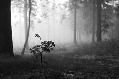 Trees growing in forest