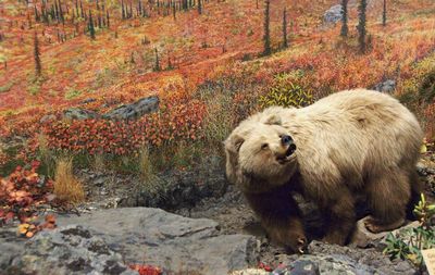 Bear in forest 