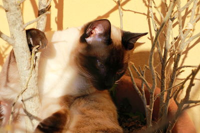Close-up of a cat