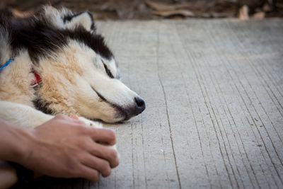 Cropped hands of man holding dog paws on street