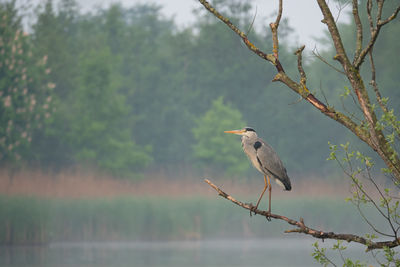 Bird perching on a tree