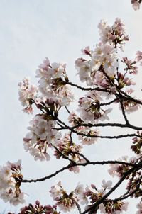 Low angle view of cherry blossoms in spring