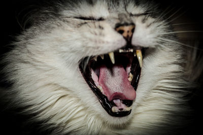 Close-up of cat