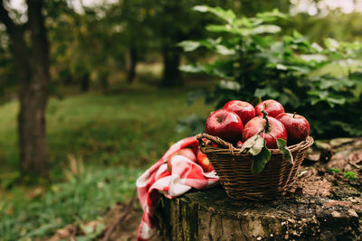 Close-up of red berries in basket