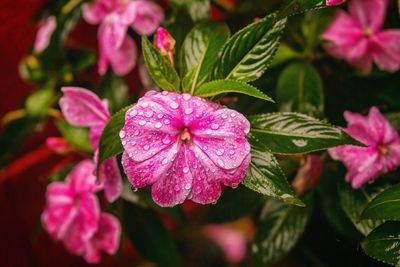 Close-up of pink flowers