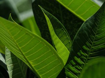 Close-up of green leaves