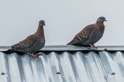 Pigeon perching on railing against sky