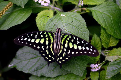 Close-up of butterfly on leaves