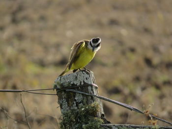 Close-up of bird perching on wooden post