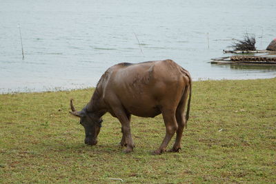 The water buffalo or bubalus bubalis, also called the asiatic buffalo, a large bovid originating.