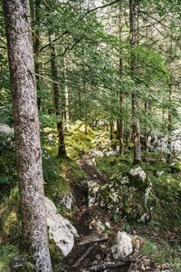 Trees growing in forest