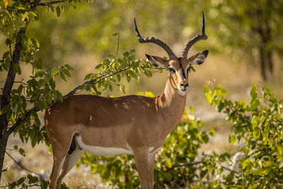 Deer standing on a tree