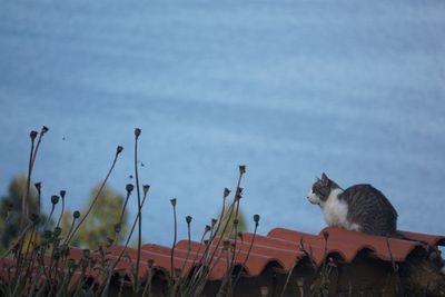 View of cat on roof against sky