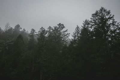 Scenic view of trees against sky