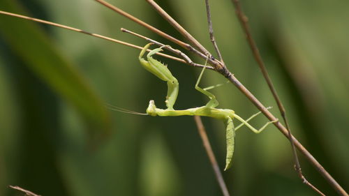 Close-up of insect on plant