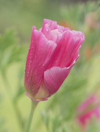 Close-up of pink flowers