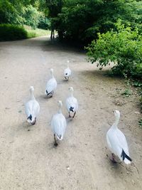 High angle view of swans
