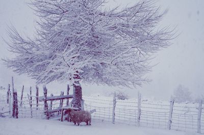 Snow covered land and trees on field during winter